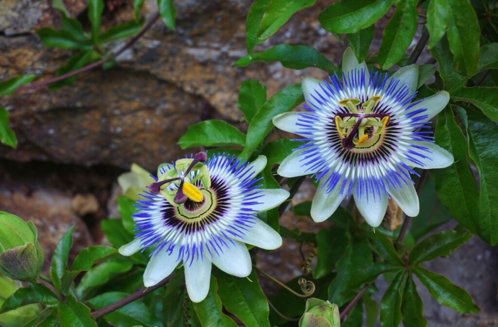 Fleur Bleue La Liste Des 30 Plus Jolies Fleurs Bleues